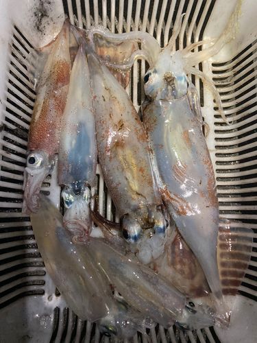 イカの釣果