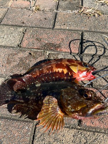 アカハタの釣果