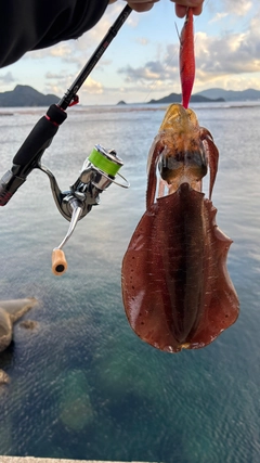アオリイカの釣果