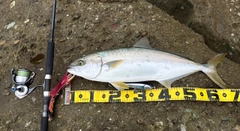 ヒラマサの釣果