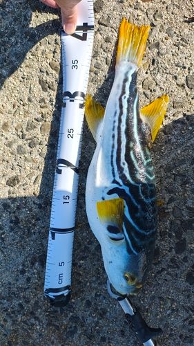 シマフグの釣果