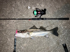 セイゴ（マルスズキ）の釣果