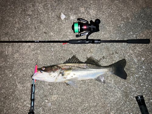 セイゴ（マルスズキ）の釣果