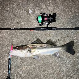 セイゴ（マルスズキ）