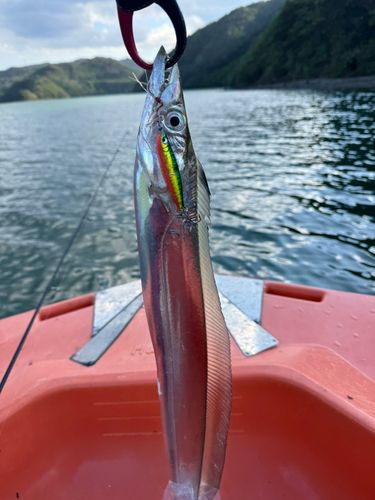 タチウオの釣果