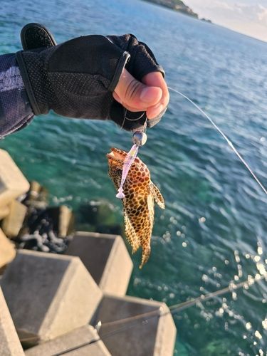 イシミーバイの釣果