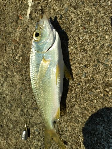 クロサギの釣果