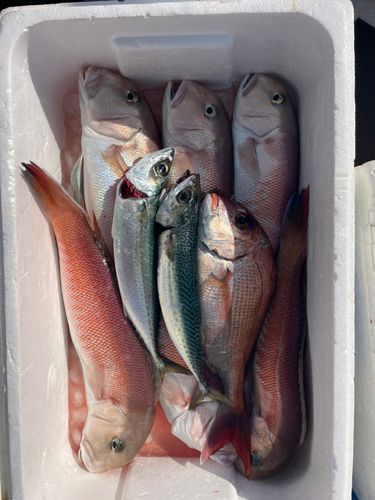 シロアマダイの釣果