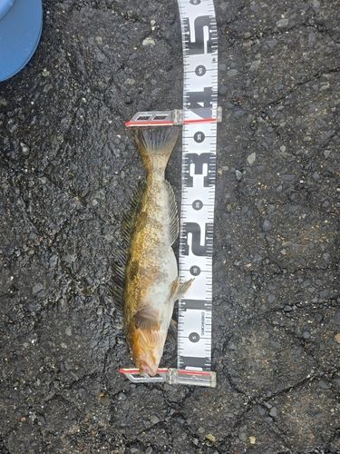 アイナメの釣果