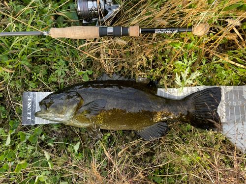 スモールマウスバスの釣果
