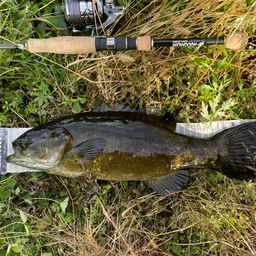 スモールマウスバス