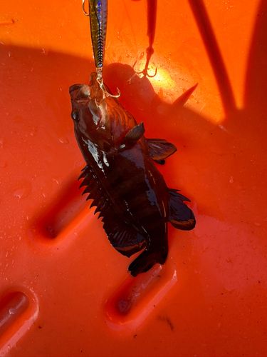 ヤミハタの釣果