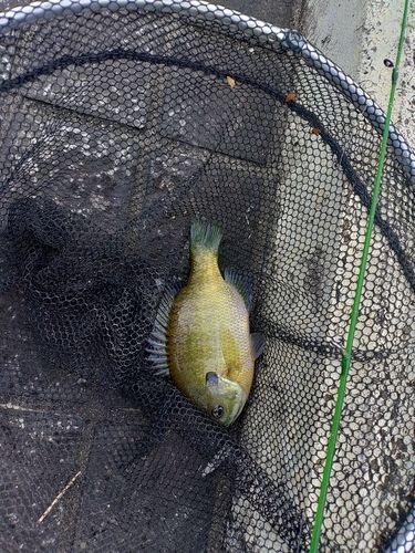 ブルーギルの釣果