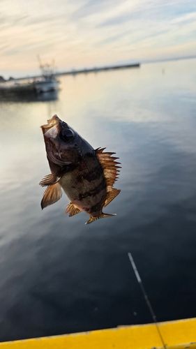 シロメバルの釣果