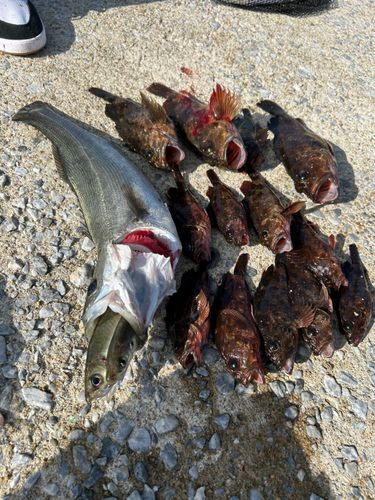 シーバスの釣果