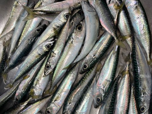 小樽港厩町岸壁