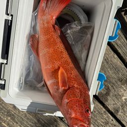 アカジンミーバイ