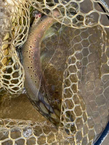 ウェルカムオーパ