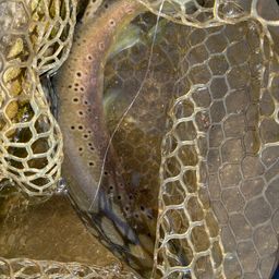 スチールヘッド