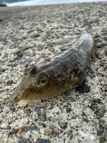 ネズミゴチの釣果