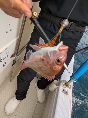 マダイの釣果