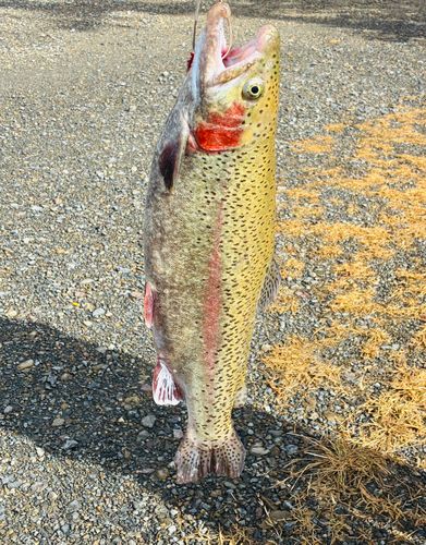 ニジマスの釣果