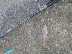 ネンブツダイの釣果