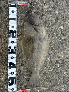 ヒラメの釣果