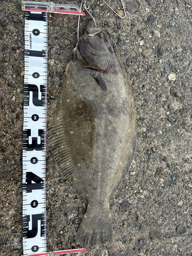 ヒラメの釣果