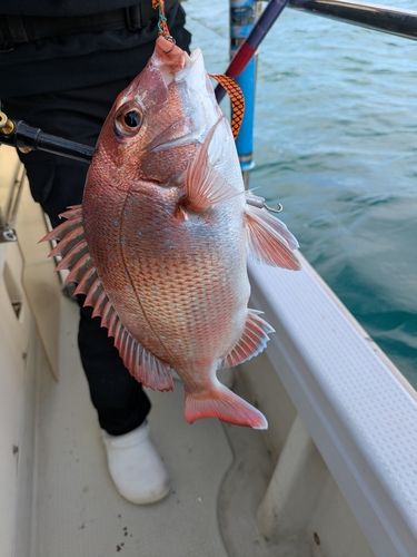 マダイの釣果