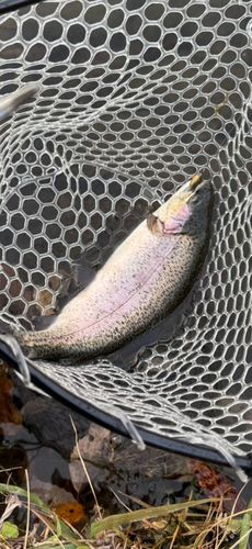 サクラマスの釣果