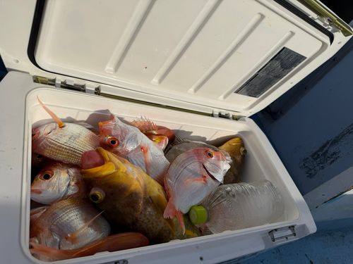 レンコダイの釣果