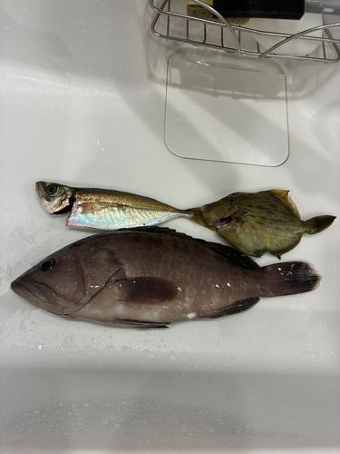 マハタの釣果