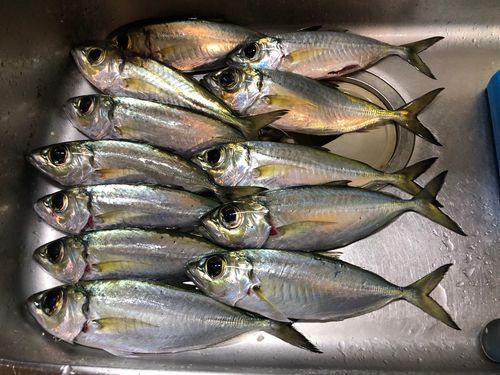 メアジの釣果