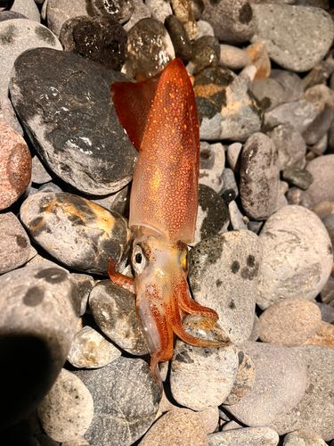 ジンドウイカの釣果