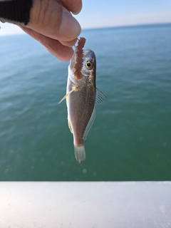 イシモチの釣果