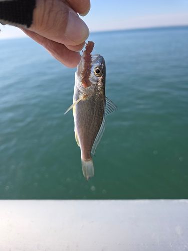 イシモチの釣果
