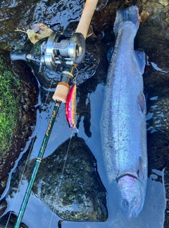 ニジマスの釣果