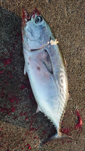 スマガツオの釣果