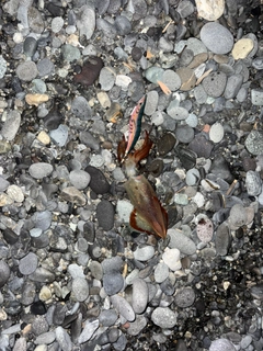 ジンドウイカの釣果