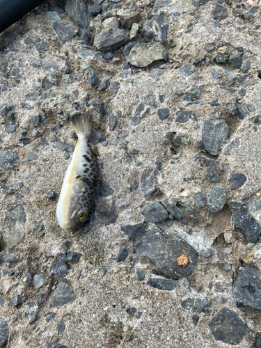 クサフグの釣果