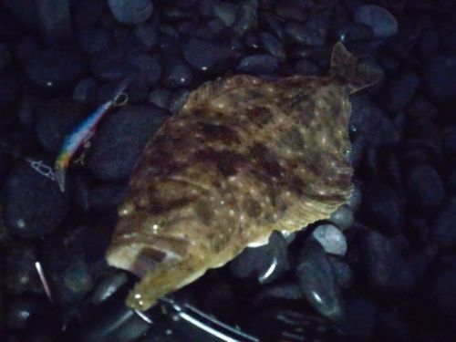 ヒラメの釣果