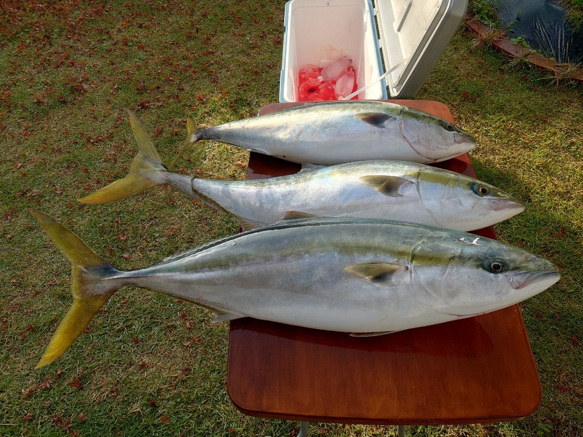 クロタカさんの釣果 2枚目の画像