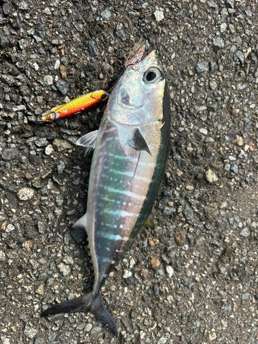 クロマグロの釣果