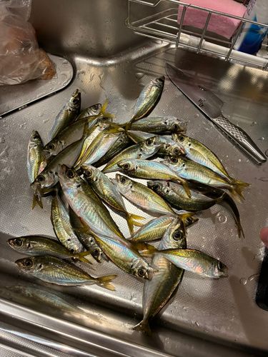 アジの釣果