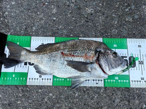 クロダイの釣果