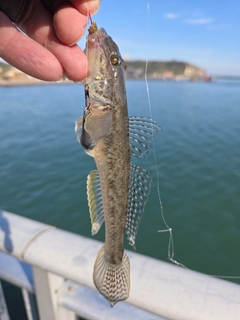 マハゼの釣果