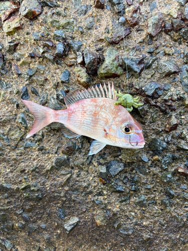 チャリコの釣果