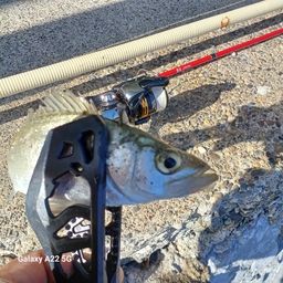 セイゴ（マルスズキ）