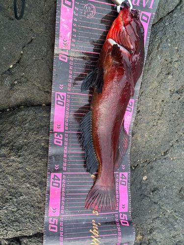 アイナメの釣果